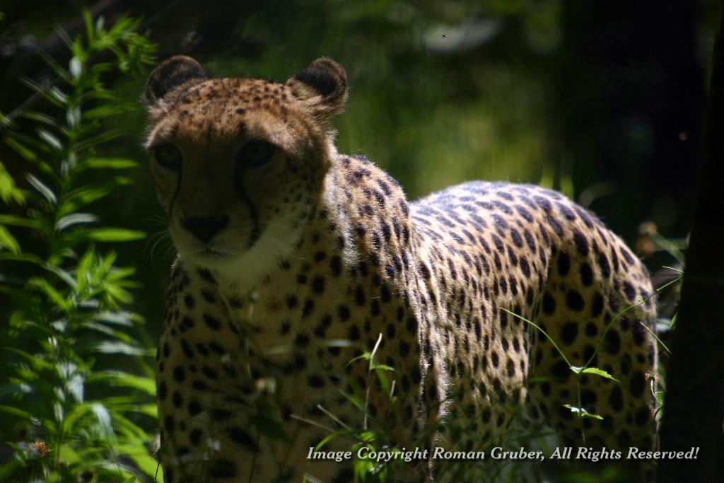 Picture: Cheetah - Backlit - Uploaded at: 15.06.2007