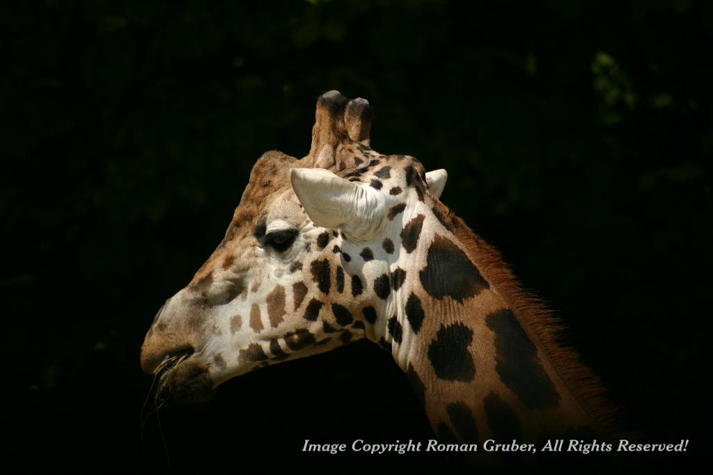 Picture: Chewing Giraffe - Uploaded at: 20.07.2007