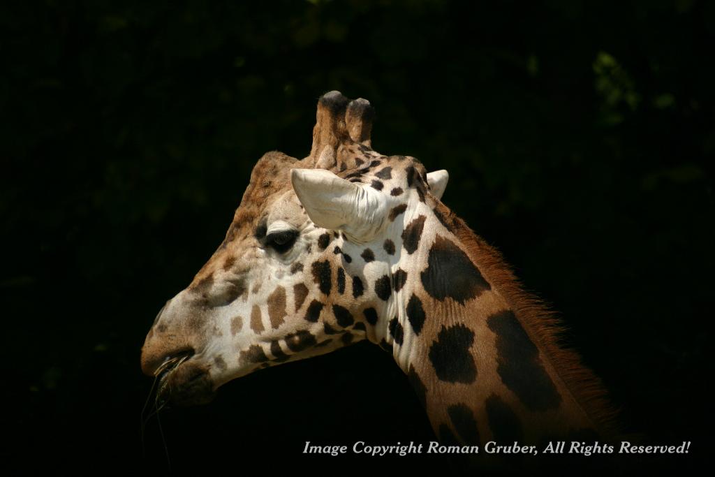 Picture: Chewing Giraffe - Uploaded at: 20.07.2007