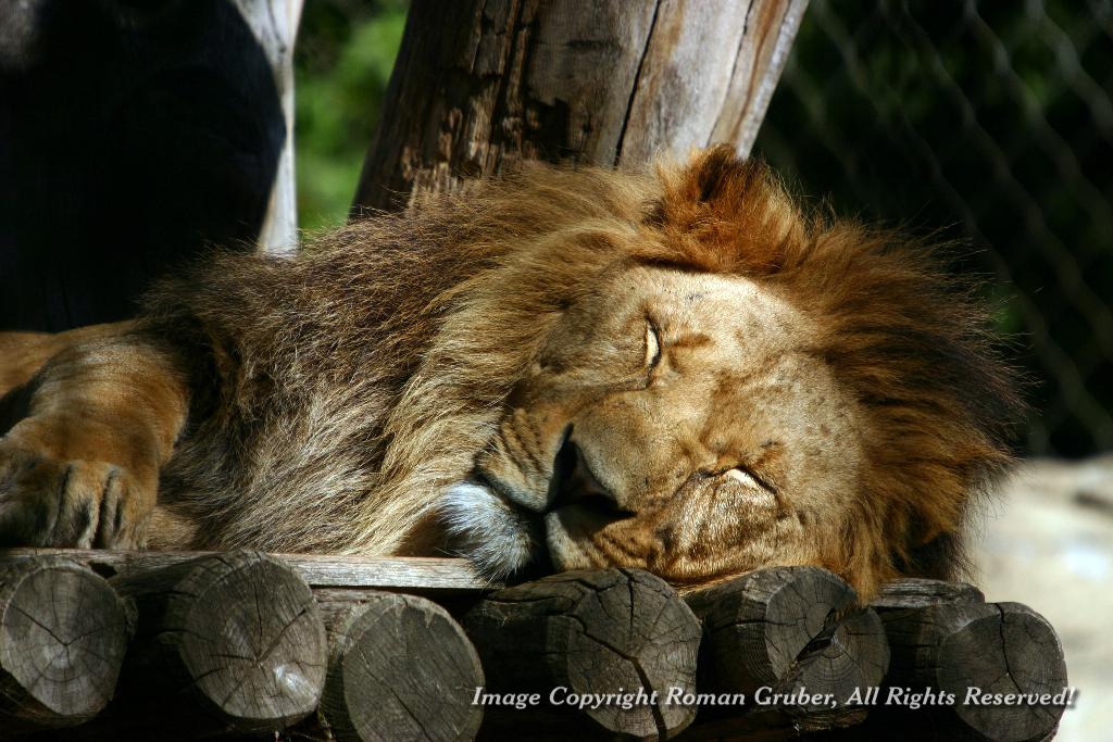 Picture: Snoozing Lion - Uploaded at: 20.09.2007
