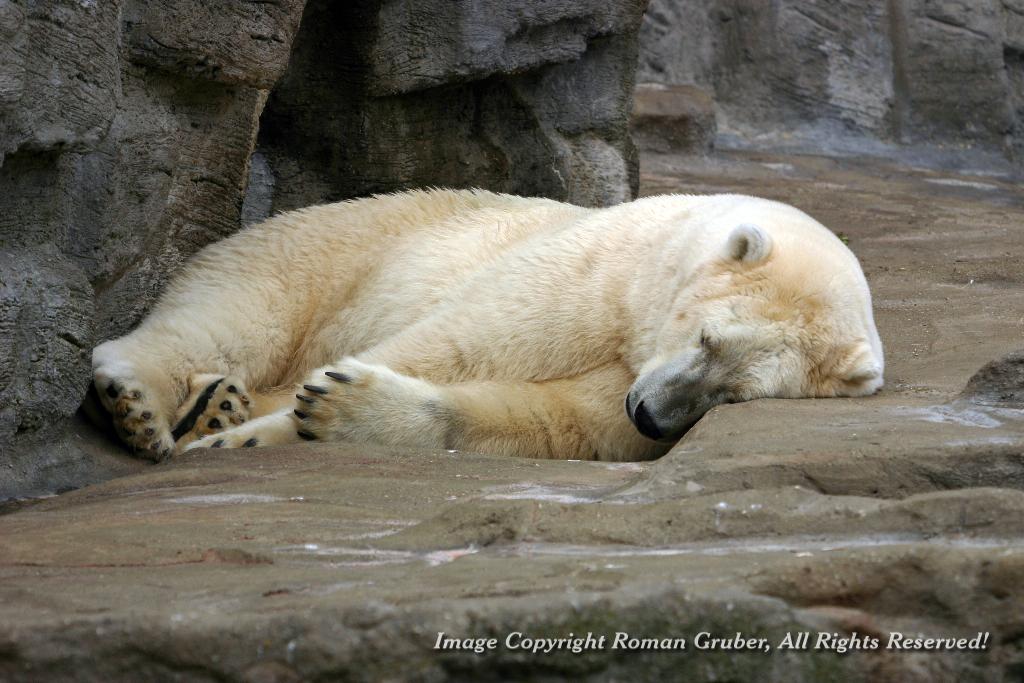 Picture: Snoozing Polar Bear - Uploaded at: 28.08.2007