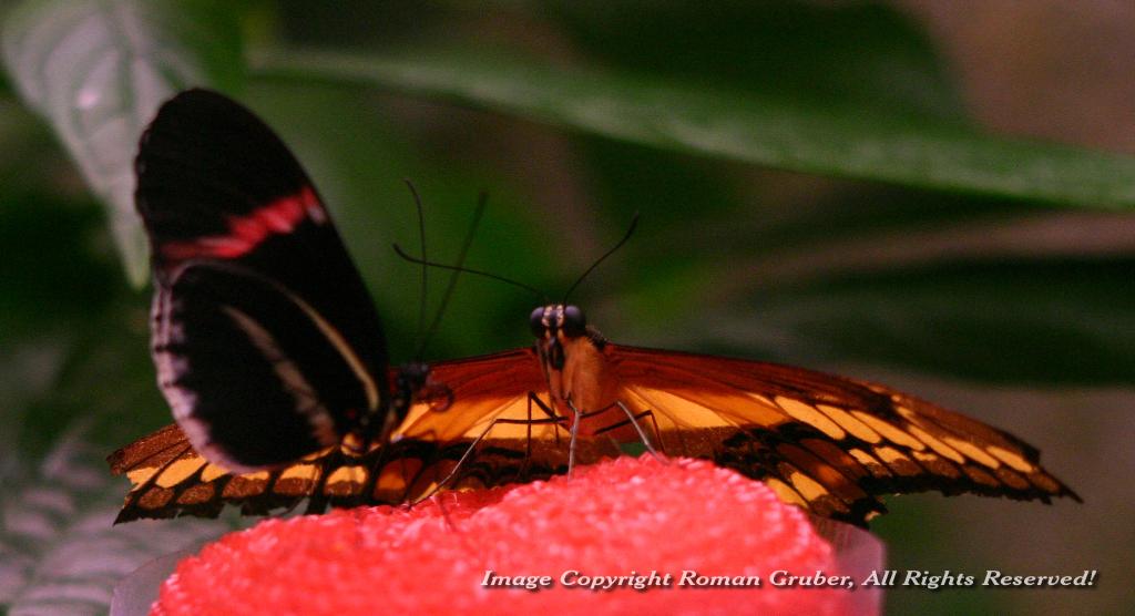 Picture: Butterfly - Uploaded at: 19.06.2008