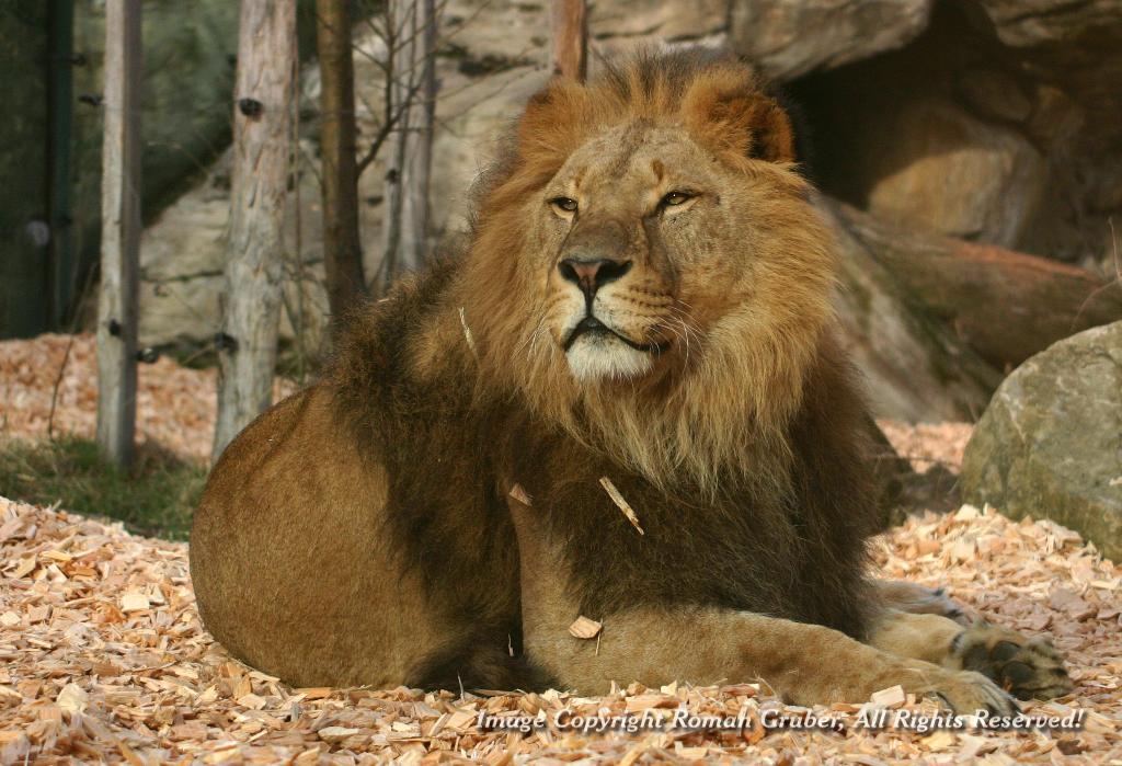 Picture: Male Lion - Uploaded at: 02.03.2007