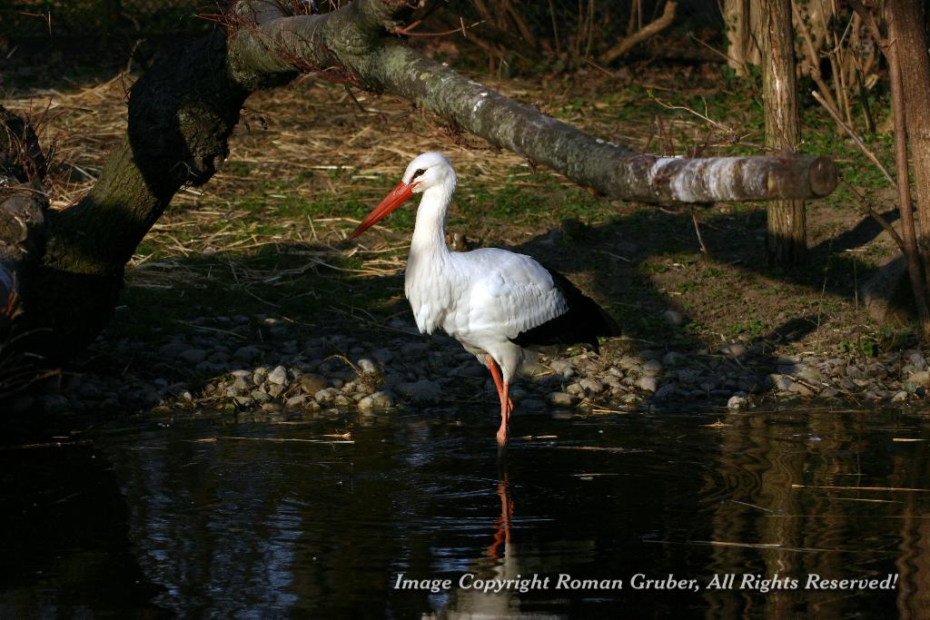 Picture: Stork, catching... something. - Uploaded at: 28.02.2008