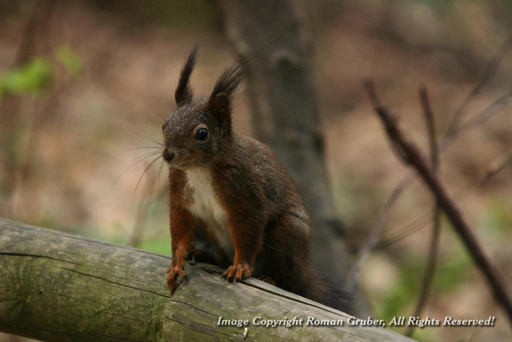 Picture: Red Squirrel - Uploaded at: 28.03.2007