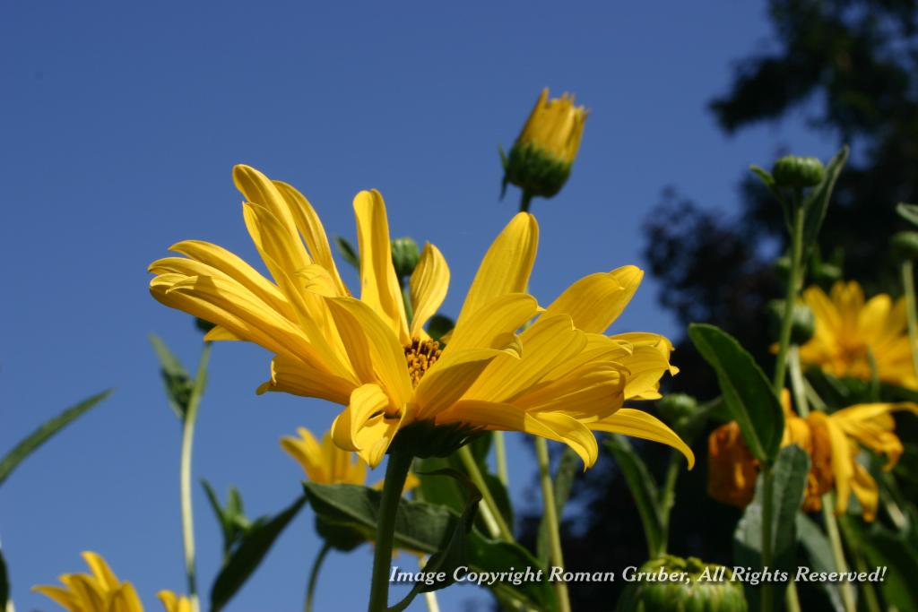 Picture: Yellow flower - Uploaded at: 17.12.2006