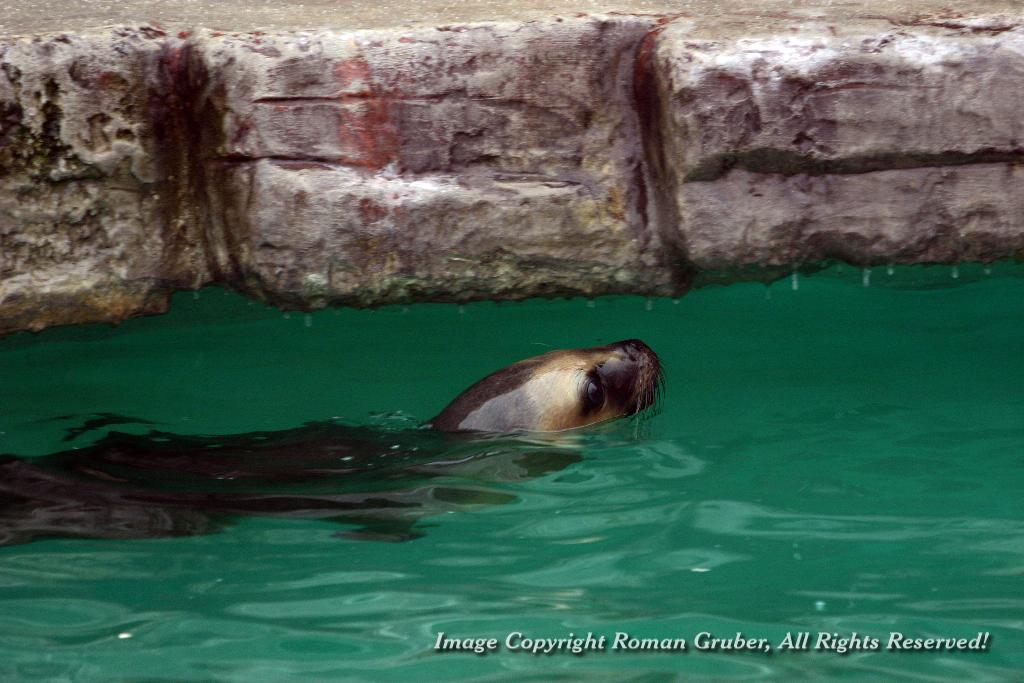 Picture: Sea Lion + Icicles - Uploaded at: 21.12.2007