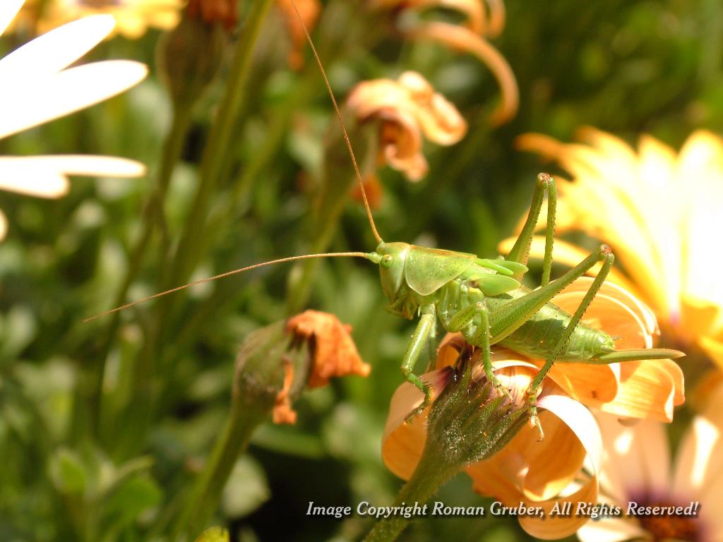 Picture: Grasshopper - Uploaded at: 17.12.2006