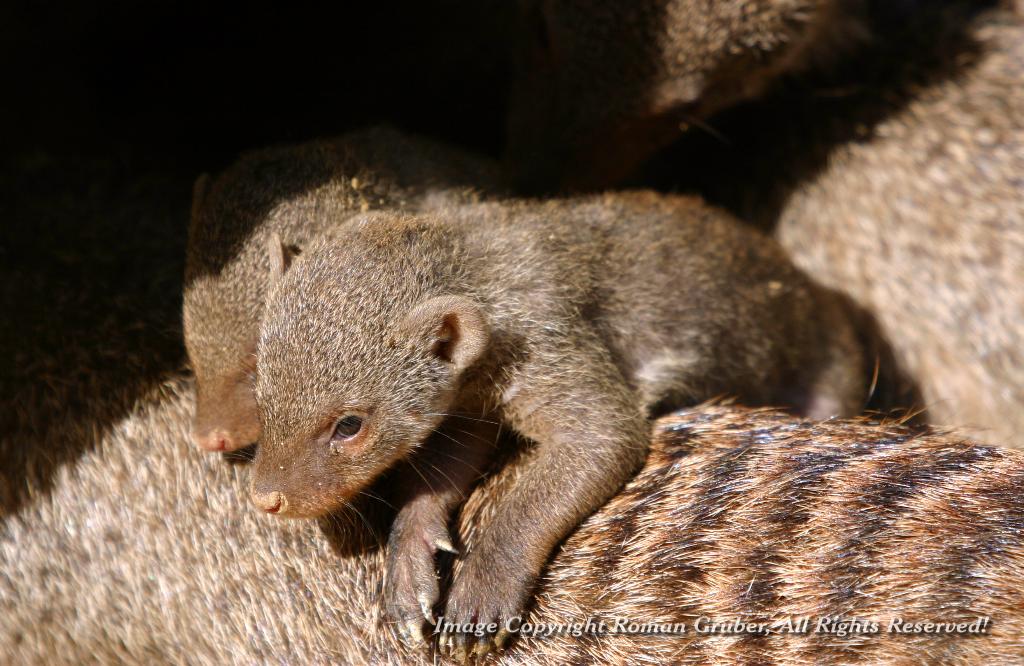 Picture: Banded Mongoose - Toddler 2 - Uploaded at: 14.08.2007