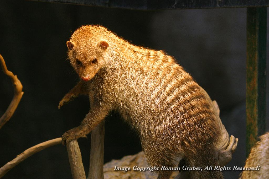 Picture: Banded Mongoose - sunbathing - Uploaded at: 02.03.2007