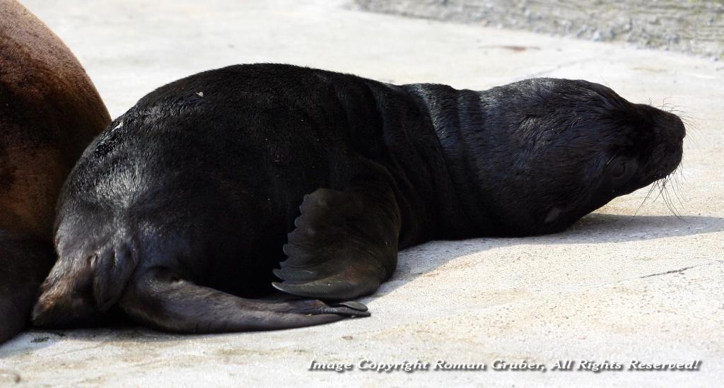 Picture: Little Baby Sea Lion - Uploaded at: 20.07.2007