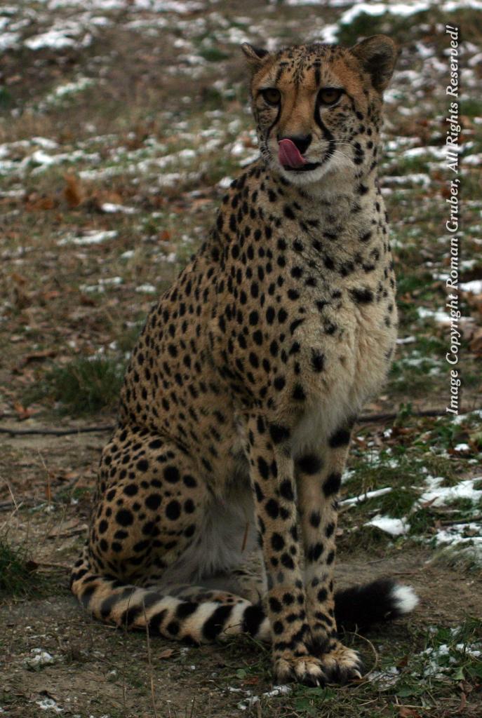 Picture: Cheetah - Portrait - Uploaded at: 21.12.2007