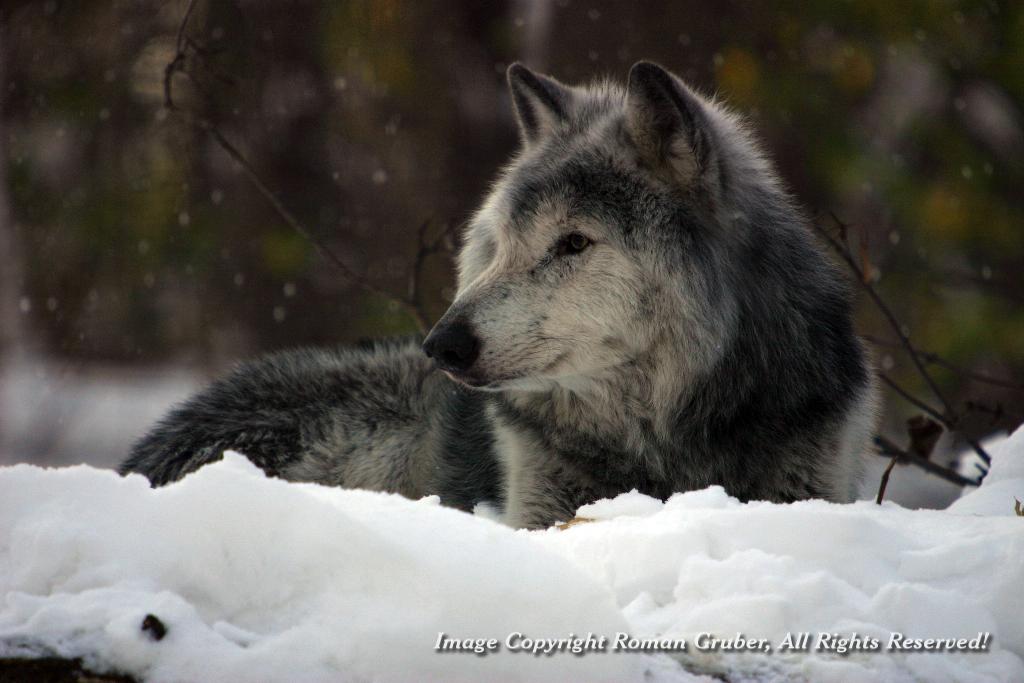 Picture: Resting Wolf - Uploaded at: 17.11.2007