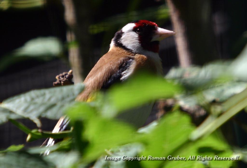 Picture: Tiny bird - Uploaded at: 19.06.2008