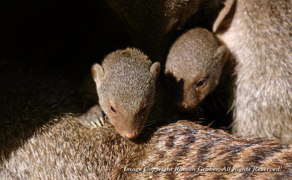 Picture: Banded Mongoose - Toddler 1 - Uploaded at: 14.08.2007