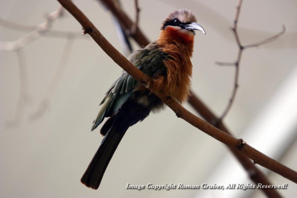 Picture: White-fronted bee-eater - Uploaded at: 28.08.2007