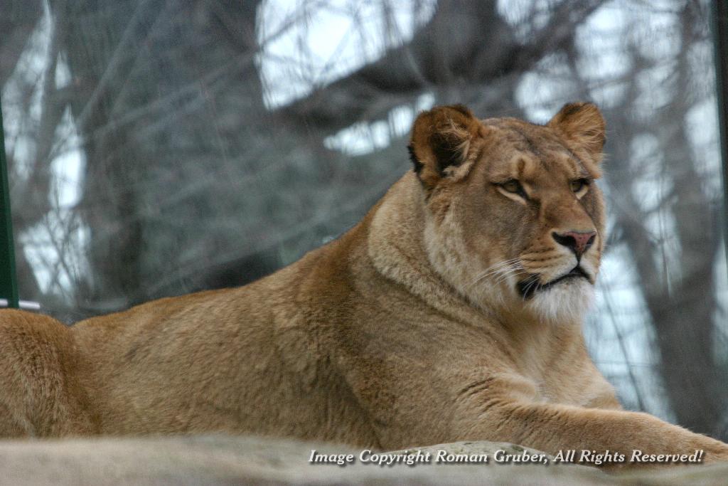 Picture: Lioness overlooking her cage - Uploaded at: 02.03.2007