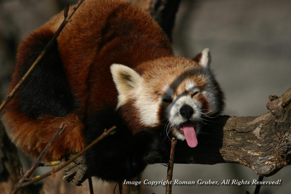 Picture: Red Panda, yawning - Uploaded at: 08.04.2008