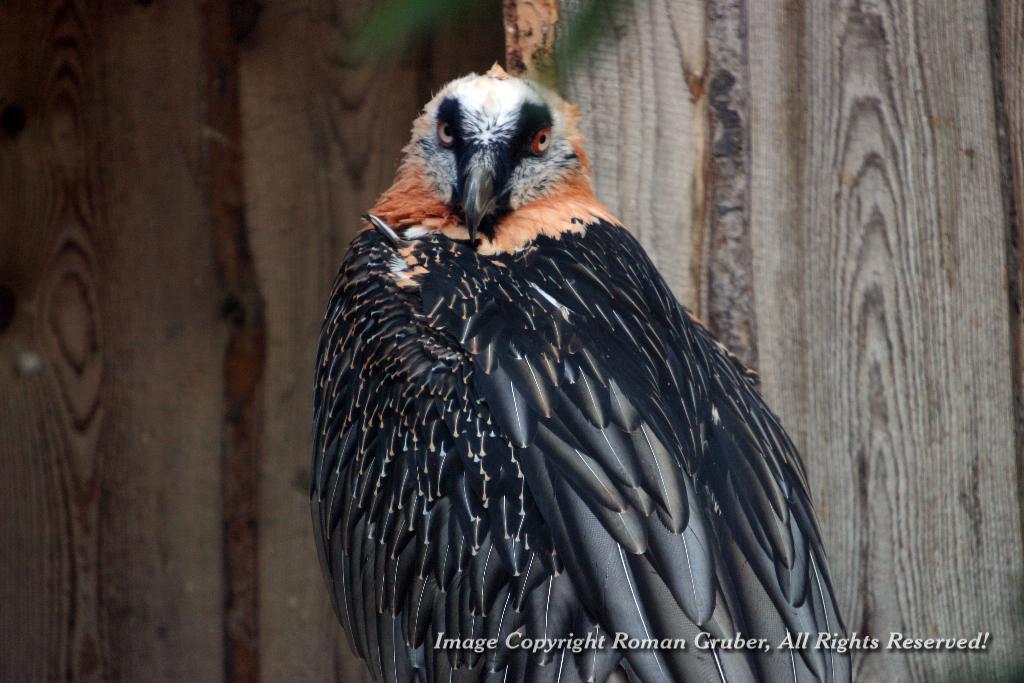 Picture: Bird of prey - Uploaded at: 19.06.2008