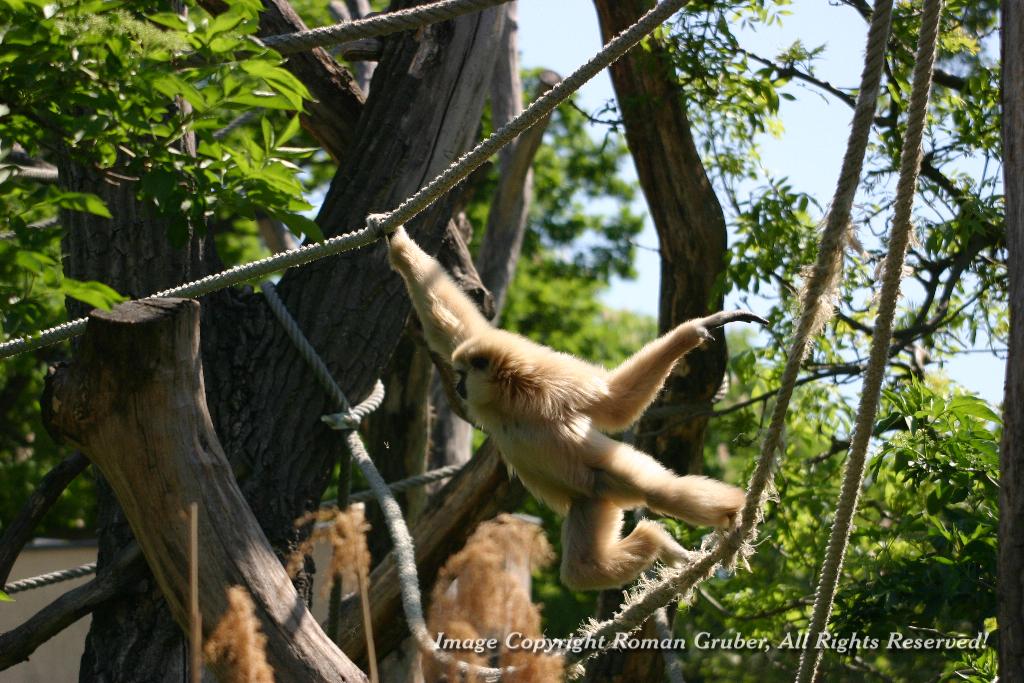 Picture: Monkeying around - Uploaded at: 01.05.2007