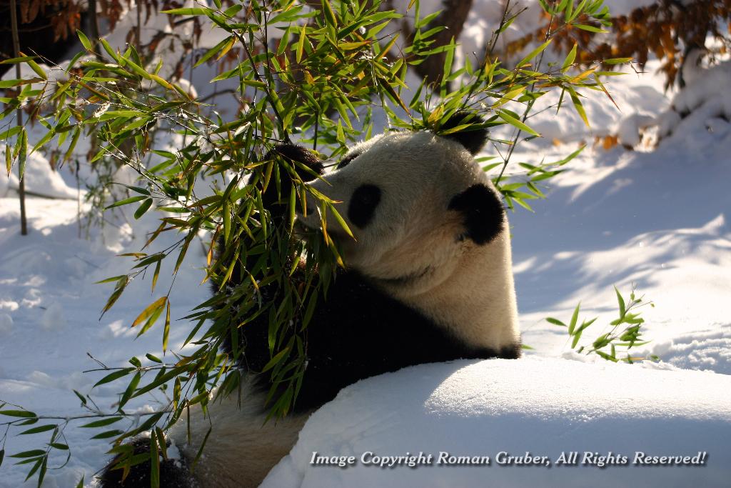 Picture: Giant Panda snacking - Uploaded at: 17.11.2007