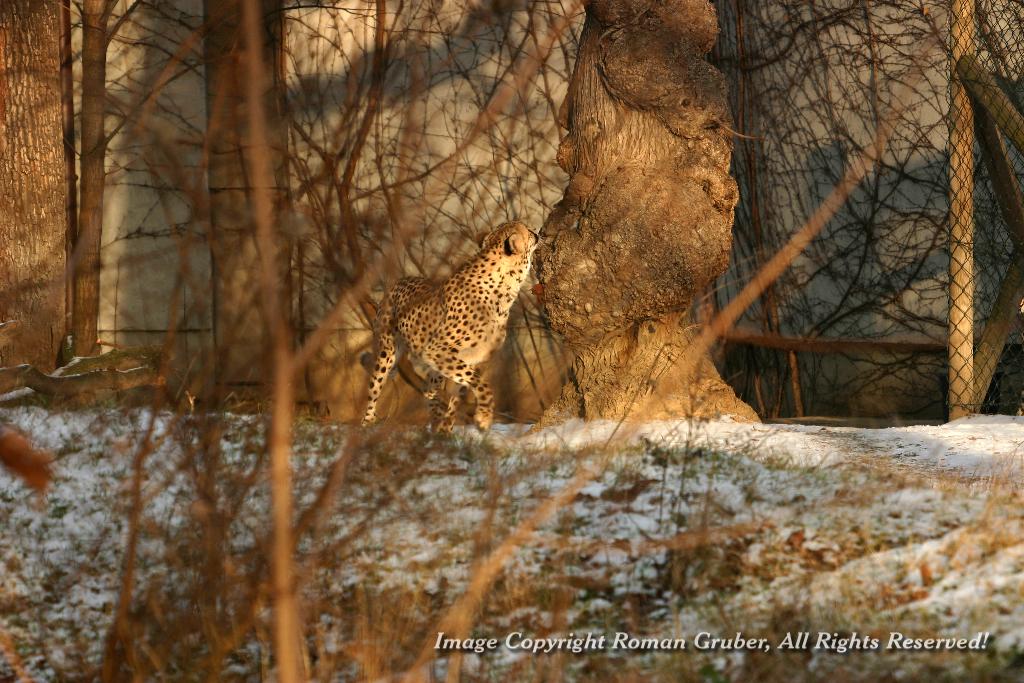 Picture: Cheetah - Uploaded at: 26.01.2007