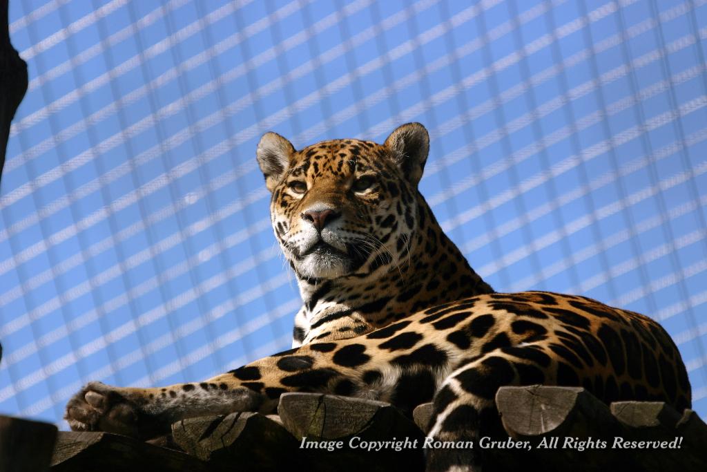 Picture: Jaguar basking in the sun - Uploaded at: 20.09.2007
