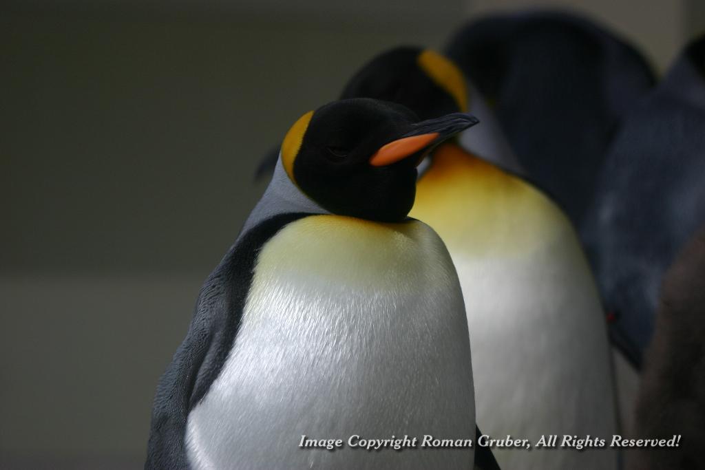 Picture: Penguin - Uploaded at: 16.02.2007