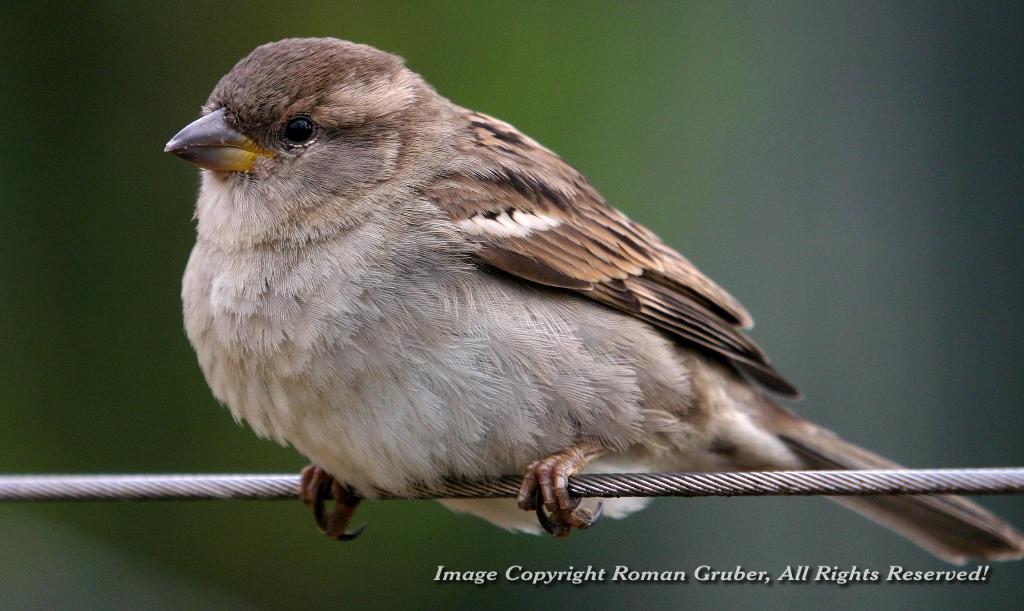 Picture: Little bird on wire fence - Uploaded at: 02.03.2007