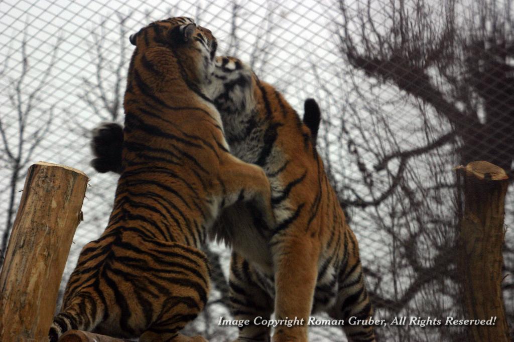 Picture: Tigers - pouncing - Uploaded at: 21.12.2007