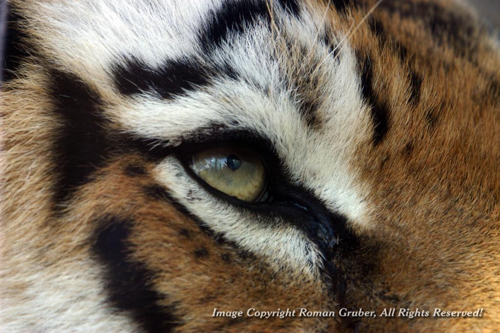 Picture: Eye of the tiger - Uploaded at: 20.09.2007
