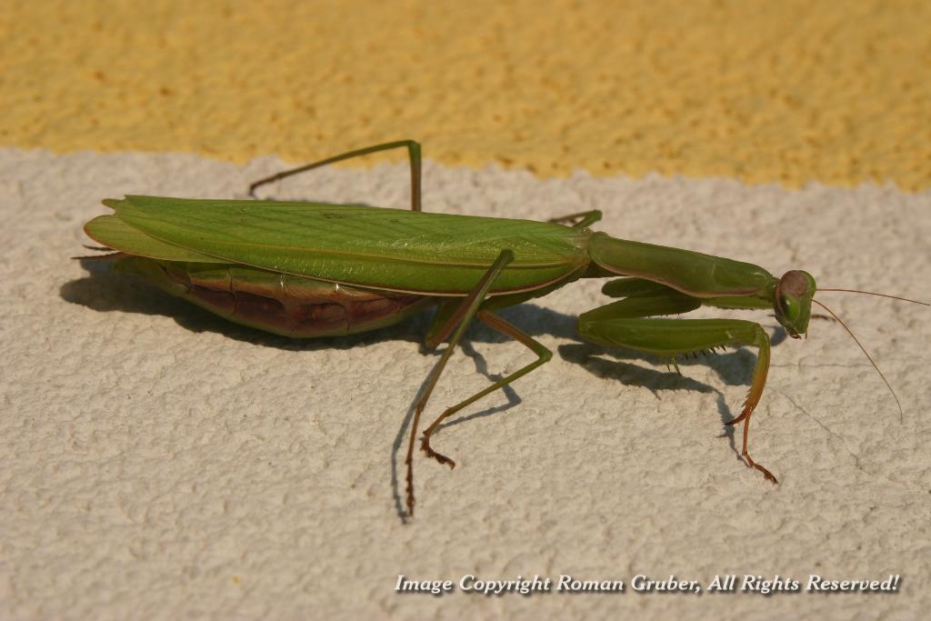 Picture: Praying Mantis - Uploaded at: 03.10.2008