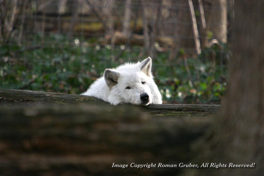 Picture: Lazy Wolf - Uploaded at: 02.03.2007
