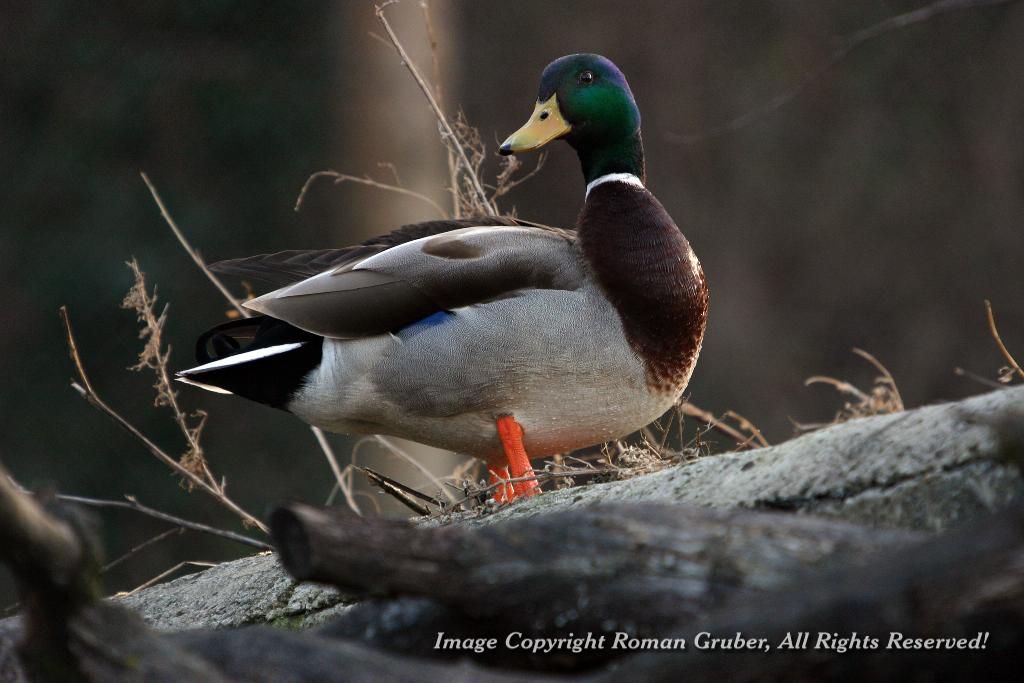 Picture: Mallard - Uploaded at: 28.02.2008