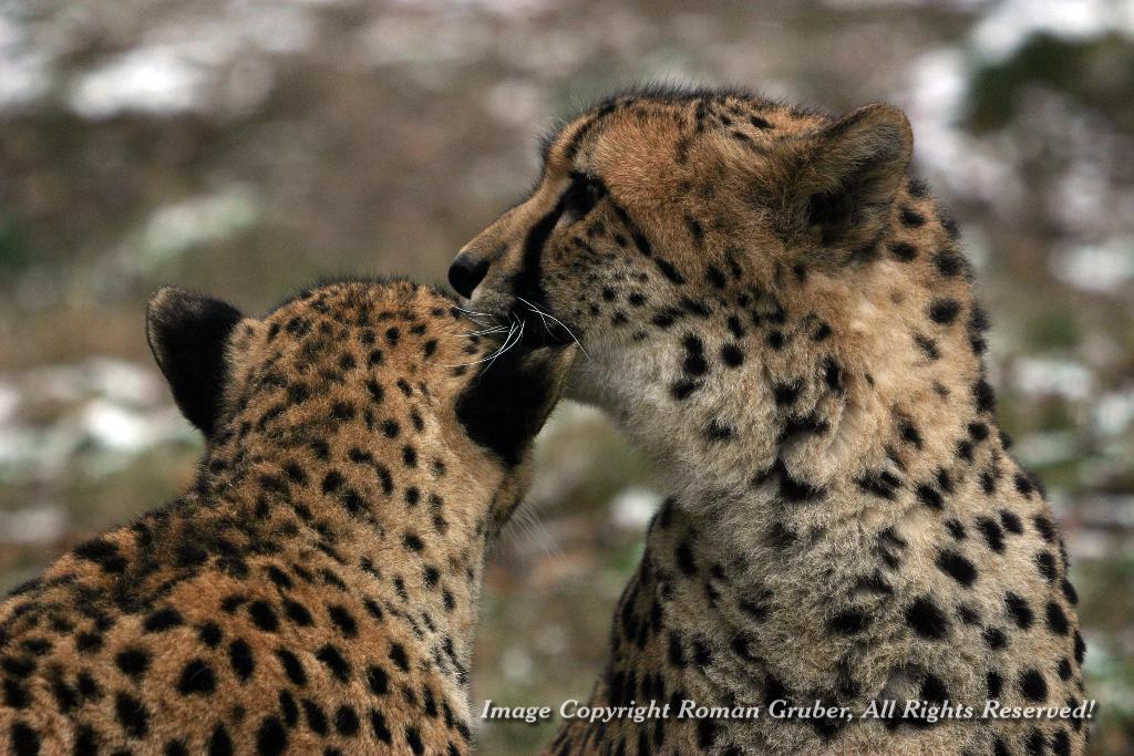 Picture: Cheetahs &quot;whispering&quot;... - Uploaded at: 21.12.2007
