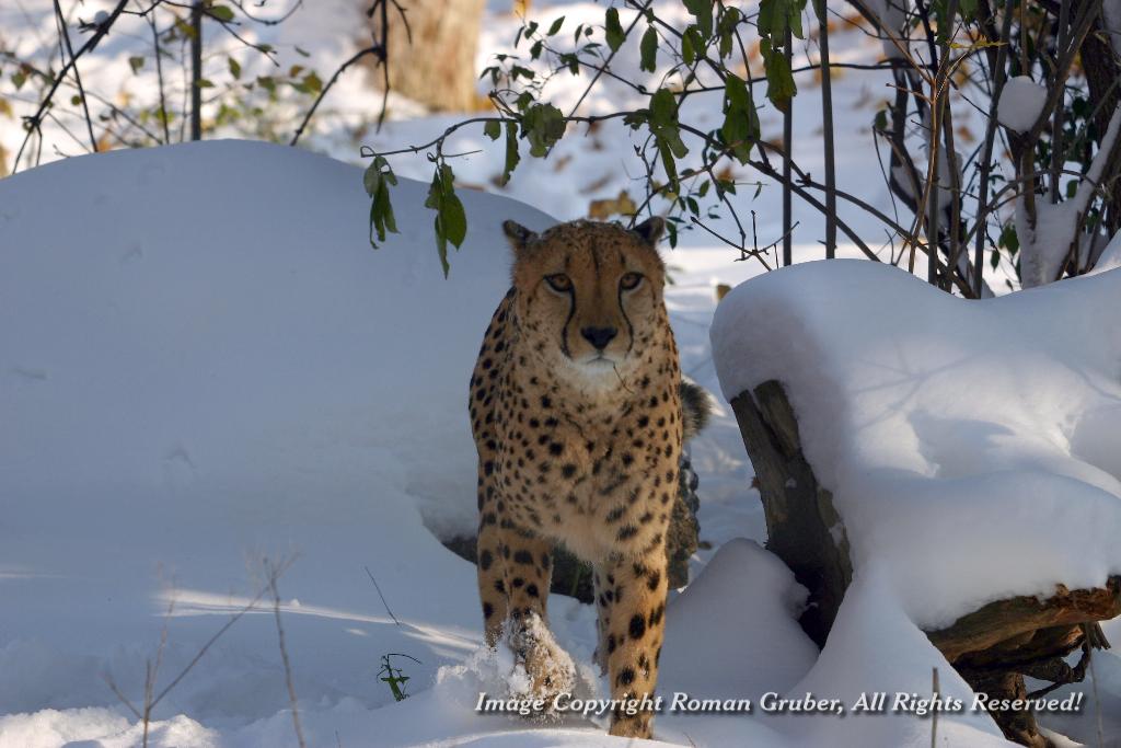 Picture: Snow Cheetah - Uploaded at: 17.11.2007