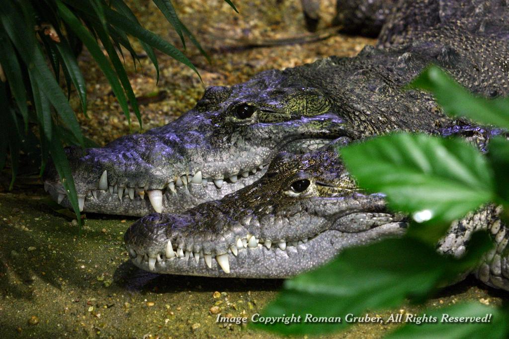 Picture: Crocs in UV-Light - Uploaded at: 20.09.2007