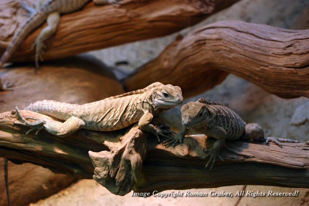 Picture: Iguanas - Uploaded at: 01.05.2007