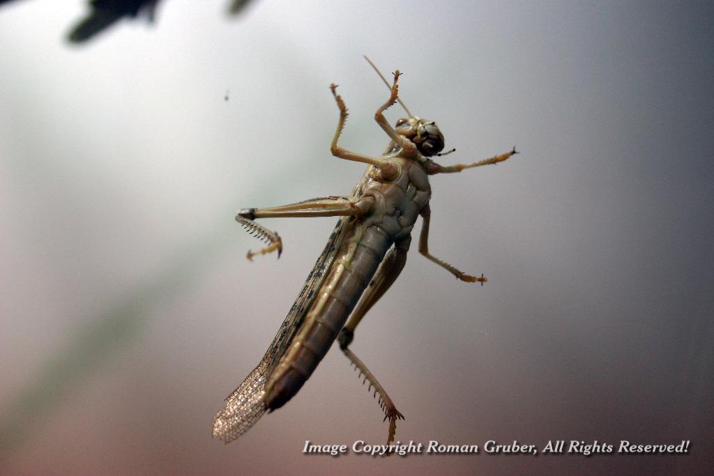 Picture: Desert Locust - Uploaded at: 15.06.2007