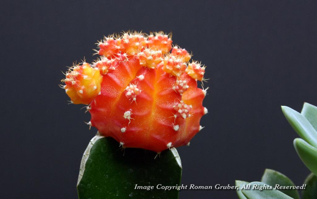Picture: Cactus Blossom - Uploaded at: 23.03.2008