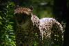 Cheetah - Backlit