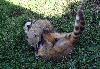 Coatis, quarrel