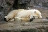 Snoozing Polar Bear