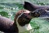 Penguin - swimmer close-up