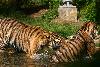 Tigers playing