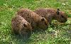 Young Capybaras