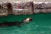 Sea Lion + Icicles