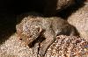 Banded Mongoose - Toddler 2