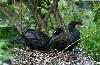 Great Cormorant pair