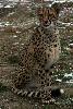 Cheetah - Portrait